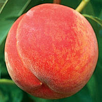 Персик PF 23 (Однорічний, ОКС)