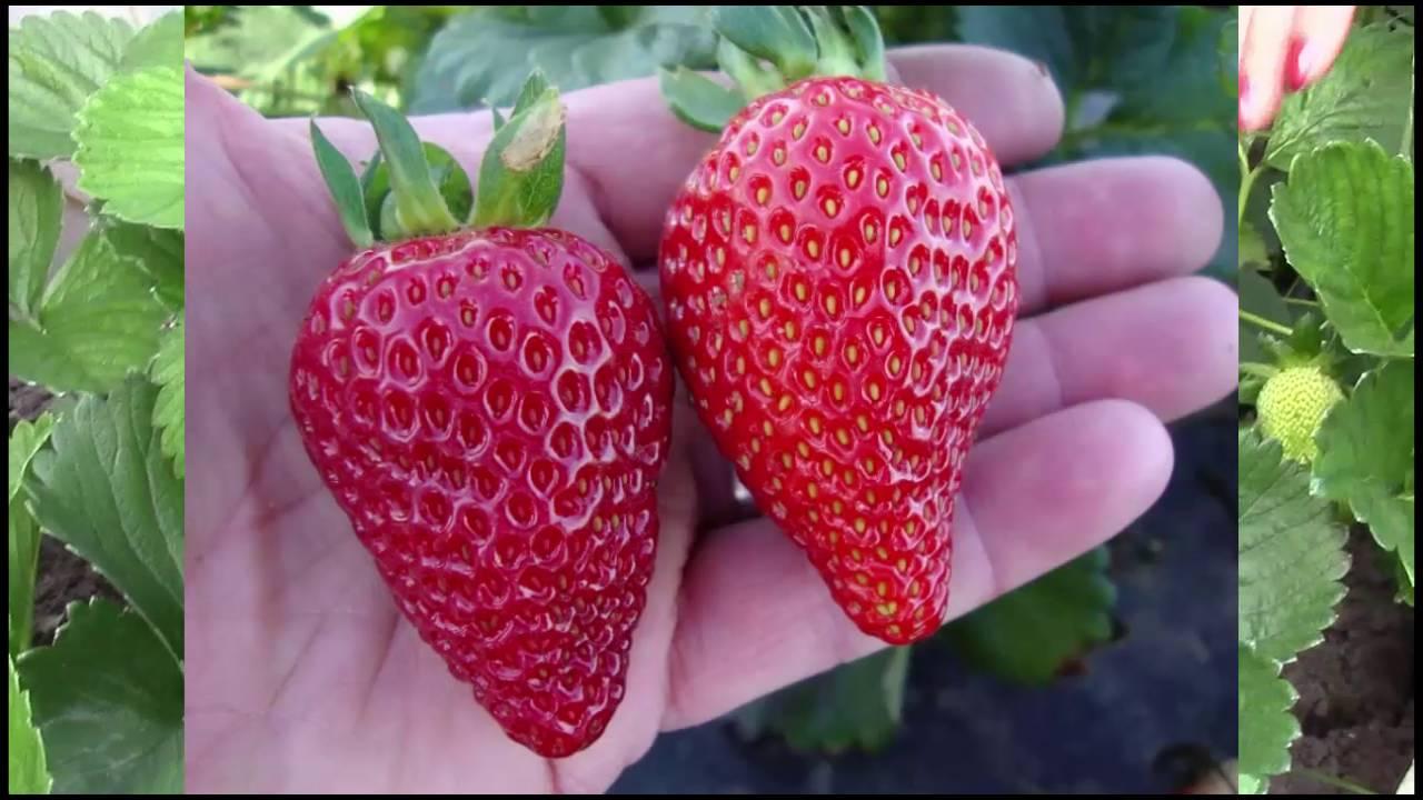 Полуниця Альбіон (ВКБ), фото 1