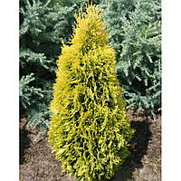 Туя західна Бурштина (10-12 см, ЗКС)