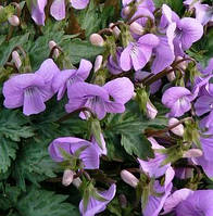 Фіалка Сільвер самурай (саджанці)