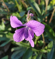 Фіалка Корейська дланеподібна (смаженці)