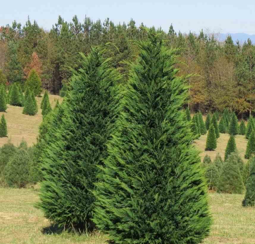 Купресоципарис Лейланда (20-30 см, зкс), фото 1