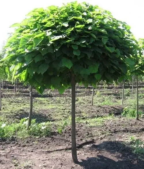 Катальпа куляста (дворічний, ЗКС), фото 1