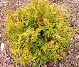 Кипарисовик тупий Камарачиба (ЗКС), фото 1