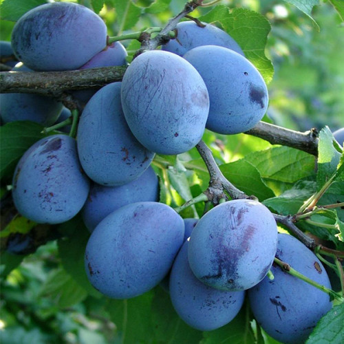 Слива Стенлей (Однорічний, ОКС)