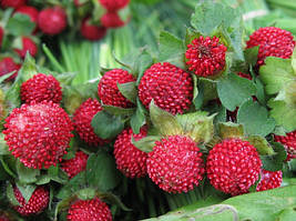 Саджанці витких рослин