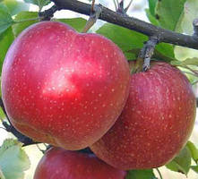 Яблуня Айдаред (Однорічний, ОКС)
