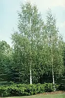 Листяні декоративні дерева