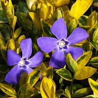 Барвінок Aureovariegata