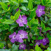 Барвінок Multiplex