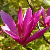 Магнолія Холод (4 роки)