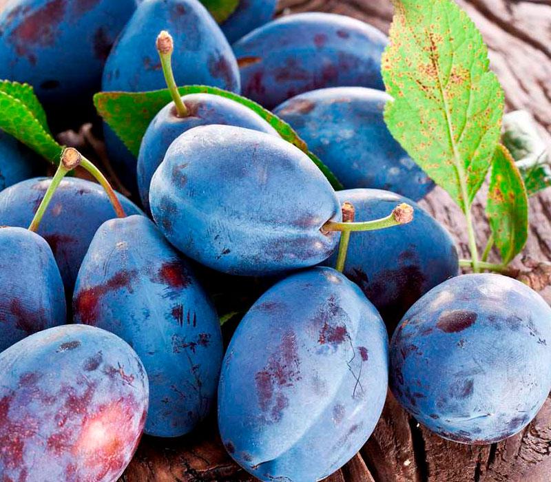 Слива Угорка (Двох літній, ОКС), фото 1