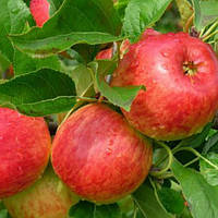 Яблуня Ембассі (Однорічний, ОКС)