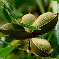 Пекан Киова (Однорічний, ОКС)