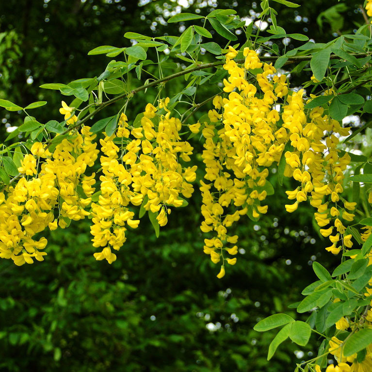 Акація звичайна (80-90 см, ОКС), фото 1