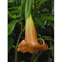 Бругмансія VULCANICOLA MOBIUS