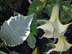 Бругмансія SUNSET