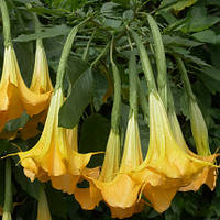 Бругмансія BERNSTEIN