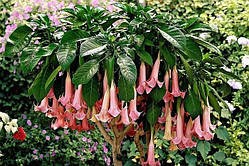 Бругмансія MAMAME BOVARY