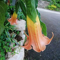 Бругмансія SCHLOSS CHARLOTTENBURG