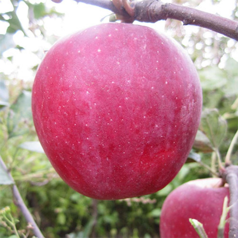 Яблуня Бені Шопан (Однорічний, ОКС), фото 1