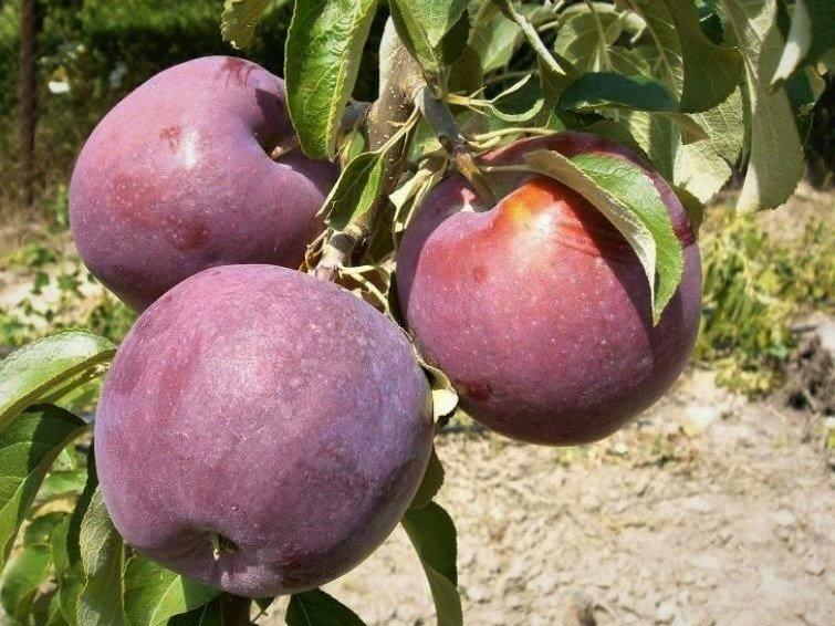 Яблуня Вільямс Прайд (Однорічний, ОКС), фото 1