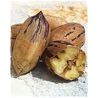 Пекан Шавнія (Однорічний, ОКС)