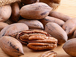 Пекан Кейп Фір (Однорічний, ОКС)