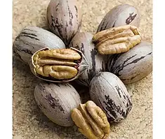 Пекан Кадо (Однорічний, ОКС)