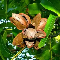 Пекан Мохав (Однорічний, ОКС)