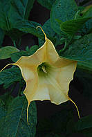 Бругмансія GOLDSTAR