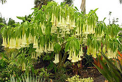 Бругмансія SUAVEOLENS (ЛІМОННА)