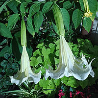 Бругмансія LUDWIGSBURG