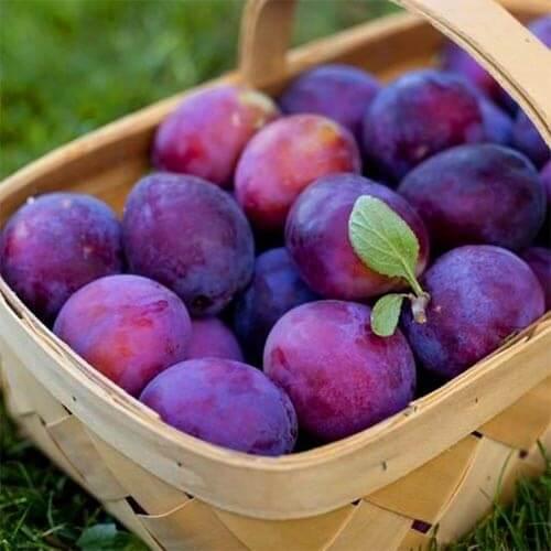 Слива Кишиновська Рання (Однорічний, ОКС), фото 1