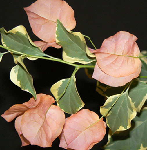 Бугенвіллія Orange ice (у горщику, молода рослина), фото 1