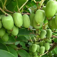 Актинідія аргута Київська гібридна (жіночий) (8-10 см, 1 рік, 1 л)