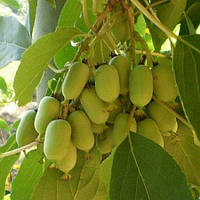 Актинідія Римма (пліднонос, контейнер, трирічна)