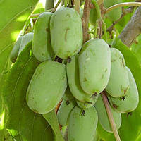 Актинідія Оригінальна (плодонос, трирічна)