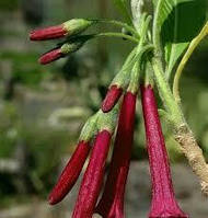 Іохрома RUBIN