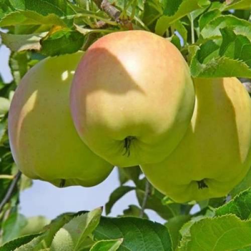 Яблуня Сапфір (Однорічний, ОКС), фото 1