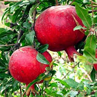 Саджанці граната