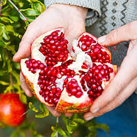 Гранат Кримський Смугастий (Однорічний, ЗКС)