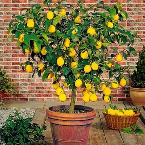 Лимон Мейера (20-30 см, ЗКС), фото 1