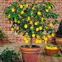 Саджанці лимона