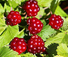 Княженика София