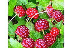 Княжника Анна