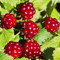 Княженика Беата