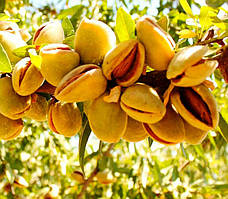 Мигдаль Ялинський (Однорічний, ОКС)