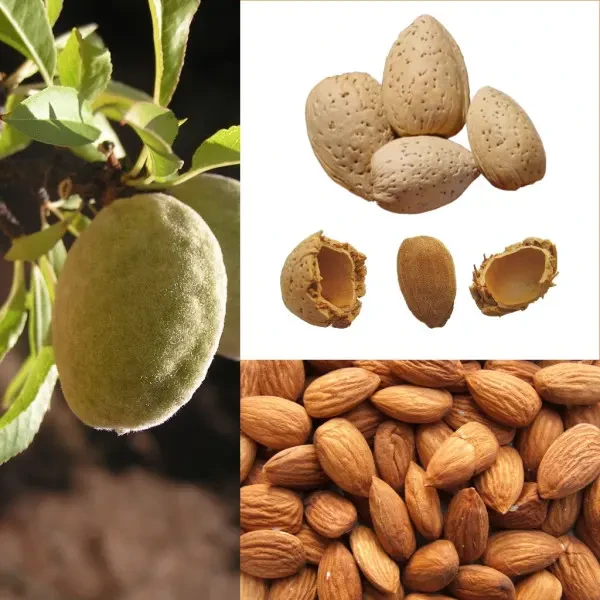 Мигдаль Рихтер (Однорічний, ОКС), фото 1