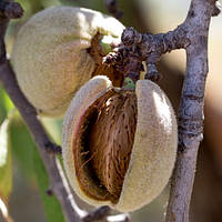 Мигдаль Нікітський (Однорічний, ОКС)